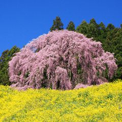ニュース画像