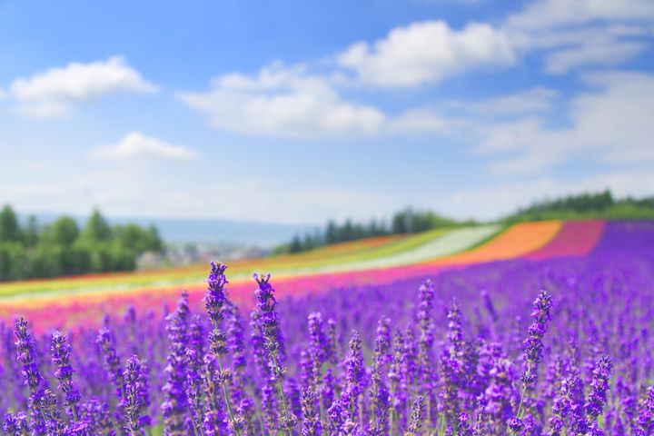 日本最大級の紫色の花畑！富良野の「ラベンダー畑」に行くしかない