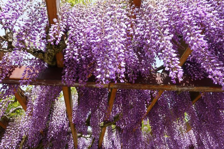 この季節限定の 紫のカーテン 春にしか見られない 藤の名所 13選 Retrip リトリップ