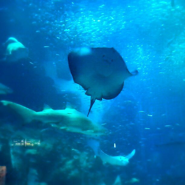 14枚目の画像 圧倒的人気は 水族館！九州・沖縄のおすすめ水族館ランキングTOP15 RETRIP[リトリップ]