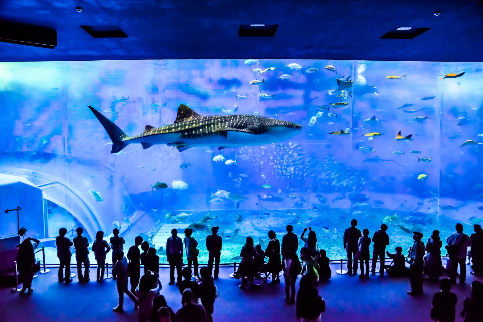 九州 水族館