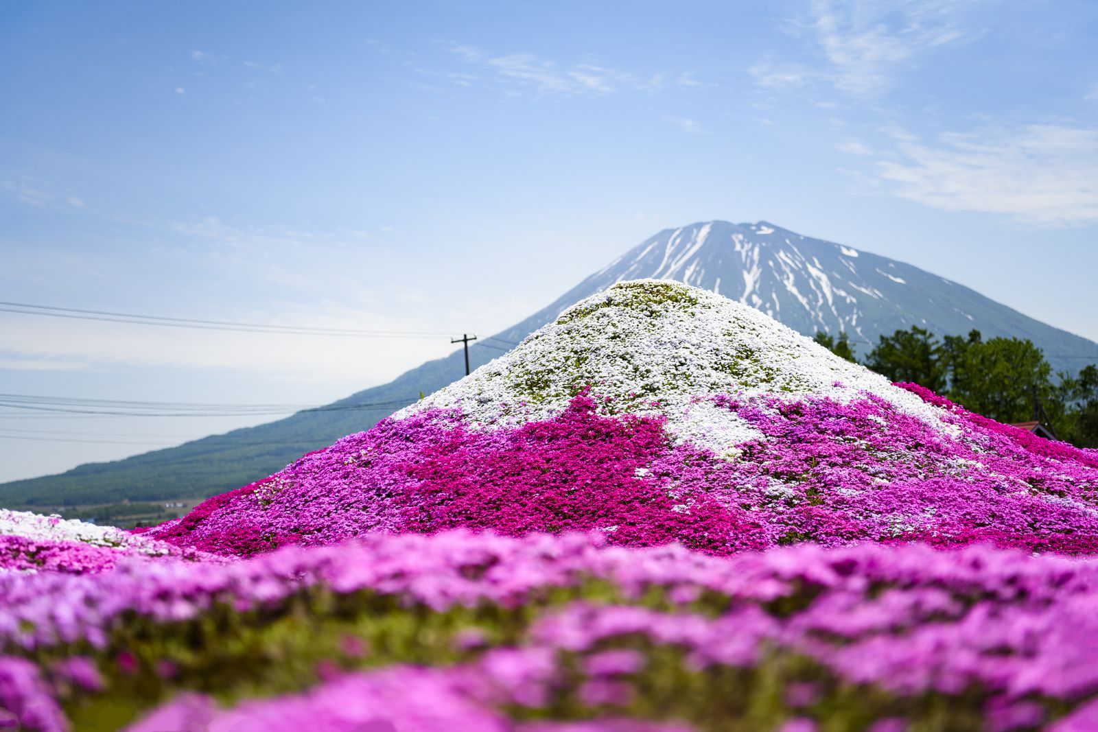 12枚目の画像 花が織りなす春の絶景 ゴールデンウィークに行きたい花の絶景スポット7選はこれだ Retrip リトリップ