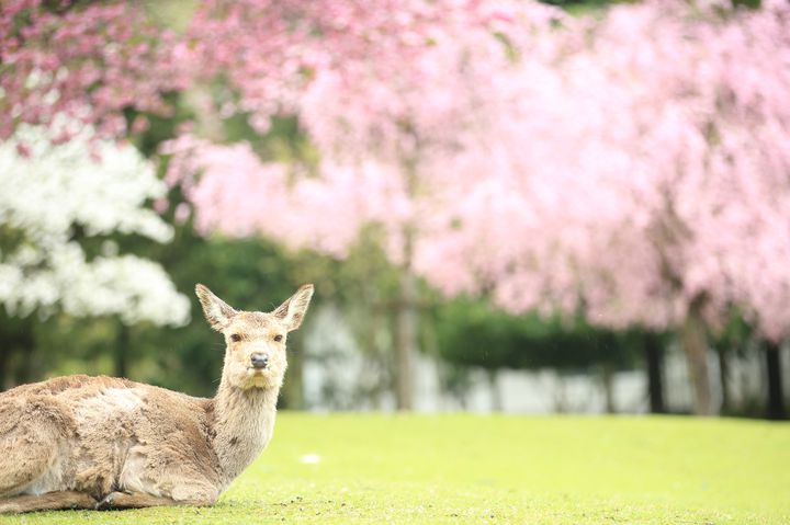 咲き誇る満開の桜 奈良県 で花見したい絶好の桜お花見スポット10選 Retrip リトリップ