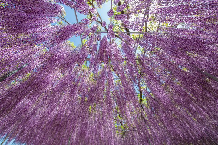 世界にも認められた絶景 この春 あしかがフラワーパーク の藤の花が見たい Retrip リトリップ