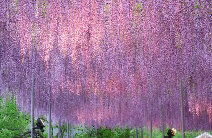 世界にも認められた絶景 この春 あしかがフラワーパーク の藤の花が見たい Retrip リトリップ