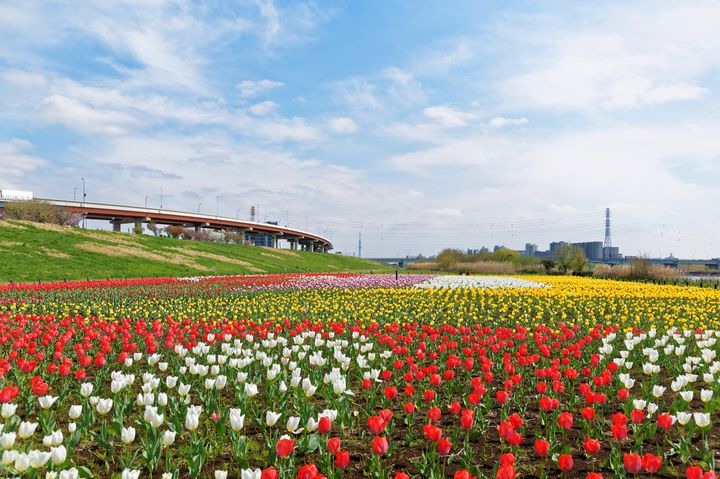 【4月・5月】春の絶景旅に出かけよう！関東地方の“チューリップ”の名所8選