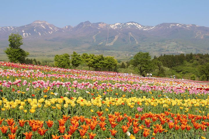 10万球以上のチューリップが咲く 関東の美しい チューリップ畑 8選 Retrip リトリップ