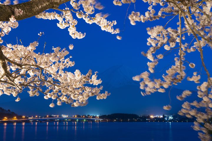 君と観たいこの景色 桜 ライトアップ が綺麗な関東近郊の絶景スポット7選 Retrip リトリップ