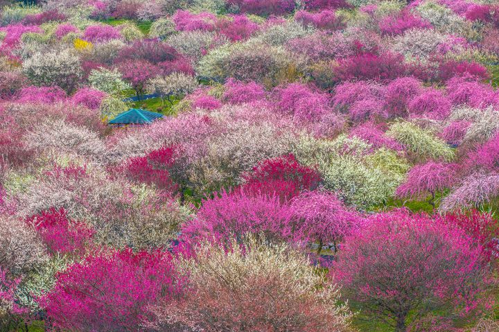 ピンク色に染まる綺麗な景色が広がる 日本全国の美しい 春の絶景 7選 Retrip リトリップ