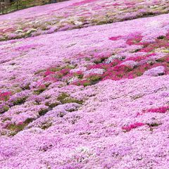 おばあちゃんがコツコツ育んだ絶景 岐阜にある 國田家の芝桜 はみる価値あり Retrip リトリップ