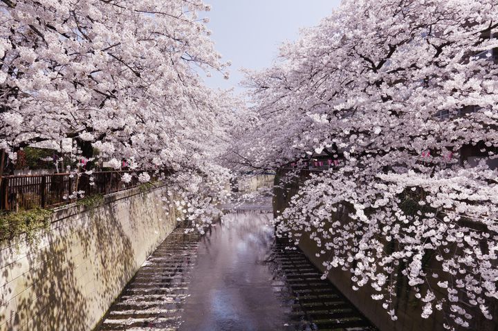 お花見デートはこれで決まり 目黒川沿い を歩く1日デートプランはこれだ Retrip リトリップ