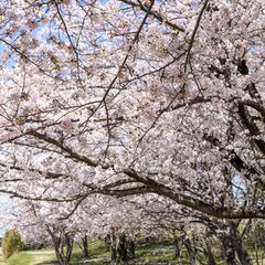 お花見ならここ ハズレなし 東海の桜名所ランキングbest10 Retrip リトリップ