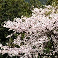 お花見ならここ ハズレなし 東海の桜名所ランキングbest10 Retrip リトリップ