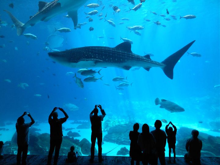 世界最大の水族館 アトランタ ジョージア水族館 の見どころ Retrip リトリップ