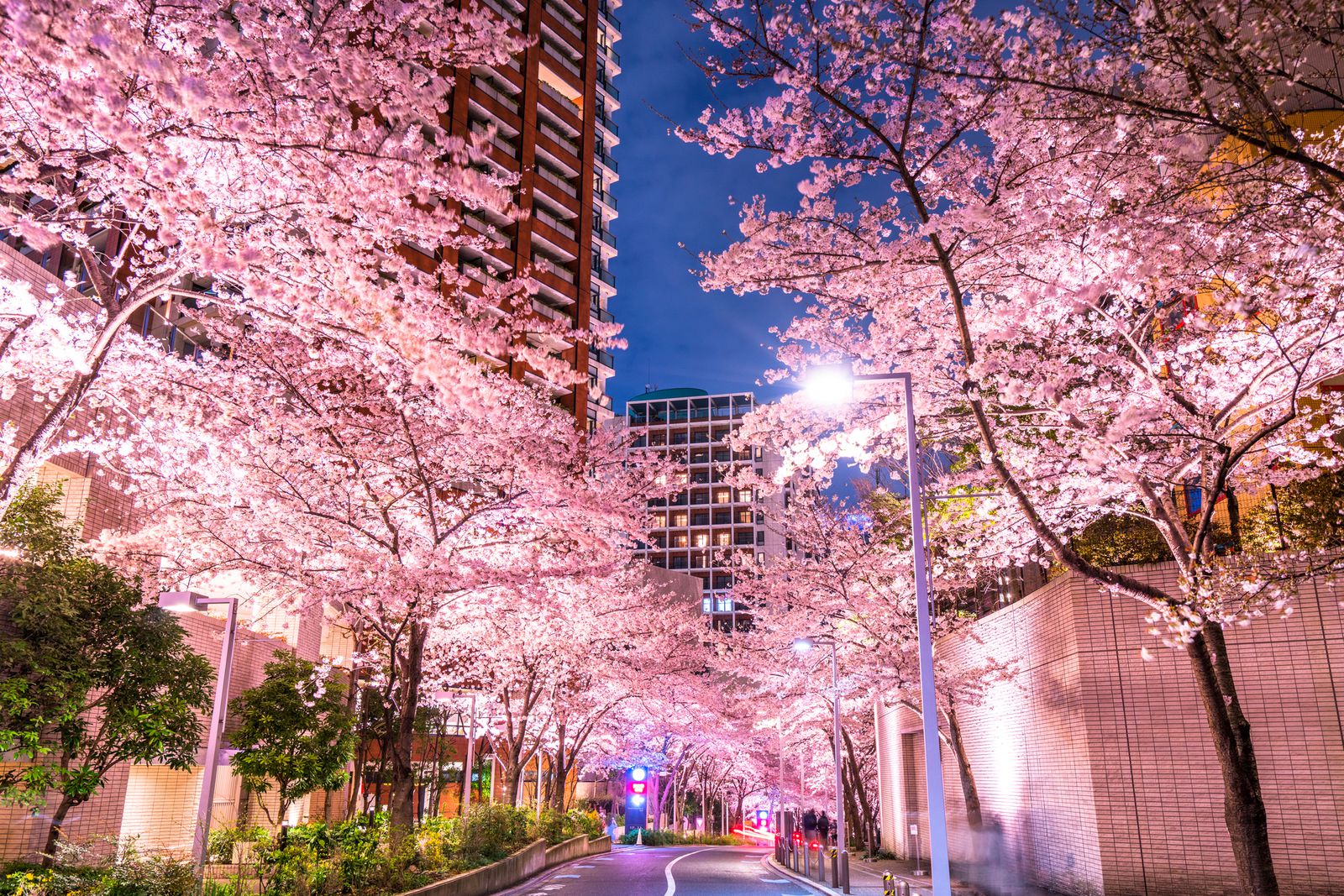 この春 都心で咲く絶景 東京ミッドタウン でお花見をすべき理由とは Retrip リトリップ