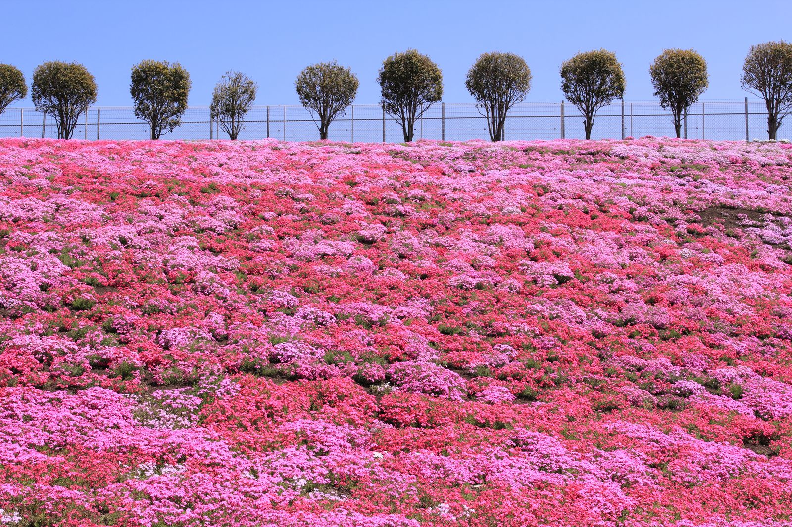 メイン画像 一面が春色に染まる 群馬にある みさと芝桜公園 の芝桜が美しすぎる Retrip リトリップ