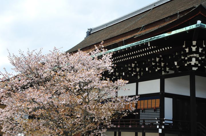 歴代天皇も魅了された京都の桜 春に彩られた 京都御所 が見逃せない Retrip リトリップ