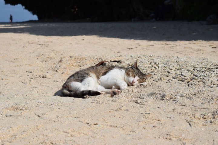 過ごし方はあなた次第！風情ある“竹富島”で絶対やりたい10のこと  