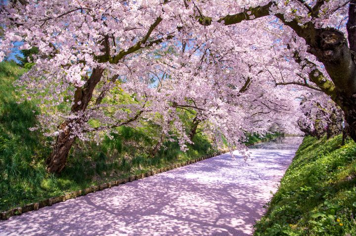 ここでしか見られない桜の絶景！今年の春は弘前公園へ“花筏”を見に行こう