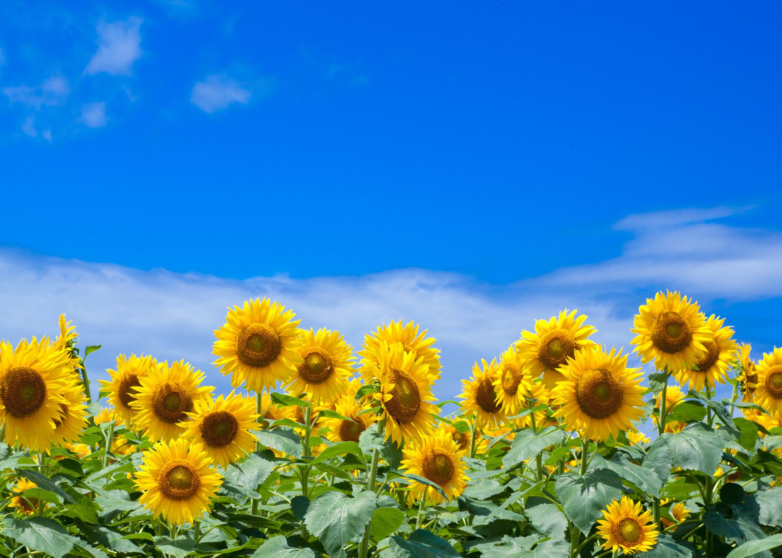 一面の黄色い絨毯！この夏行きたい、九州地方のおすすめ