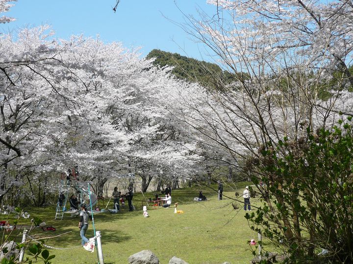 桜がもうすぐ見ごろ！鹿児島県出水市桜スポット４選