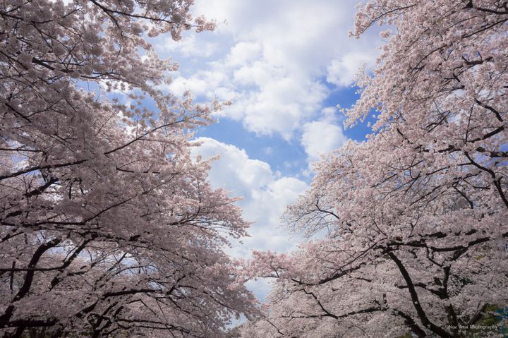 春はお散歩の季節 人気の 上野 谷根千エリア の散歩コースはこれだ Retrip リトリップ