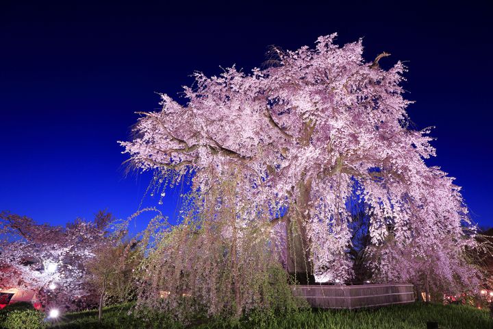 京都でしか見られない“夜桜”が見たい！京都でオススメの夜桜スポット7選