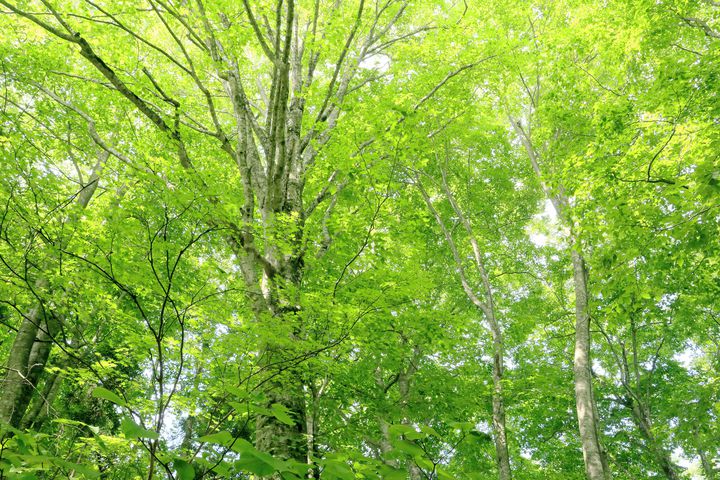初夏の新緑絶景を。日本全国の“美しい新緑がある”絶景スポット7選 | RETRIP[リトリップ]