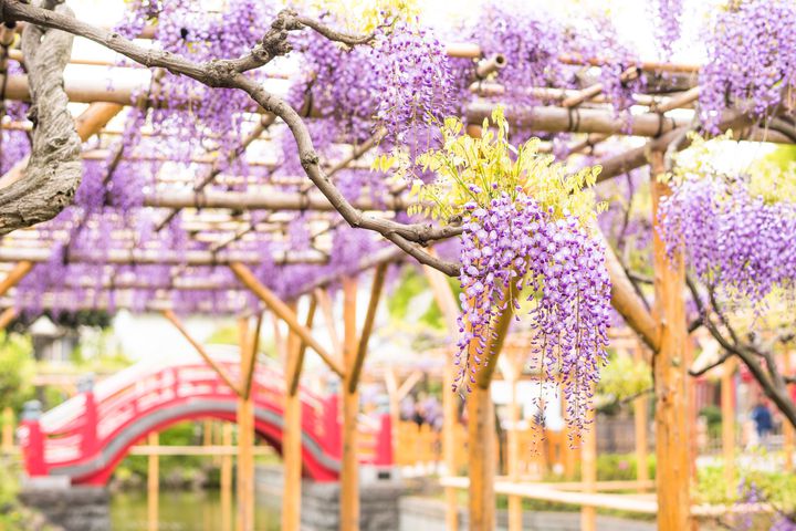 桜が散っても春はこれから 東京近郊の春を感じる花見スポット7選 Retrip リトリップ 桜が散っても春はこれから 東京近郊の春を感じる花見スポット7選 Retrip リトリップ