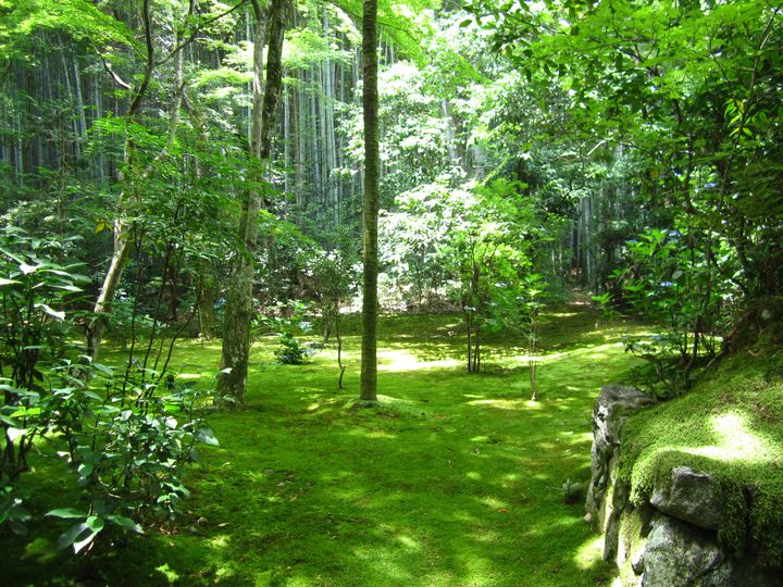 静寂と緑があなたを包む。京都にある「地蔵院」で心から癒されて