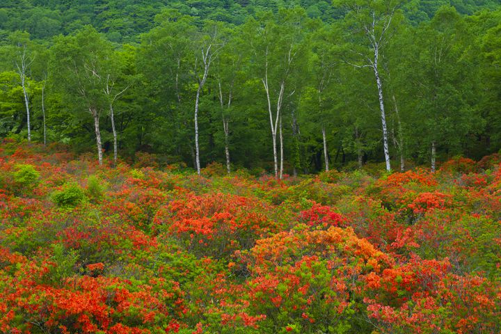 16年も見逃せない 群馬県 の人気紅葉ランキングtop10 Retrip リトリップ