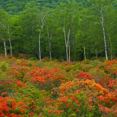 思わず唸るほど美しい自然の宝庫 群馬 の紅葉名所ランキングtop5 Retrip リトリップ