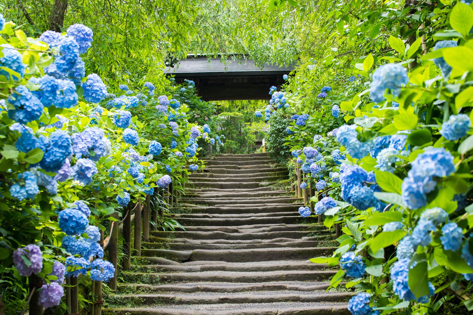癒しのお散歩旅のご提案 北鎌倉のおすすめ観光スポット7選 Retrip リトリップ