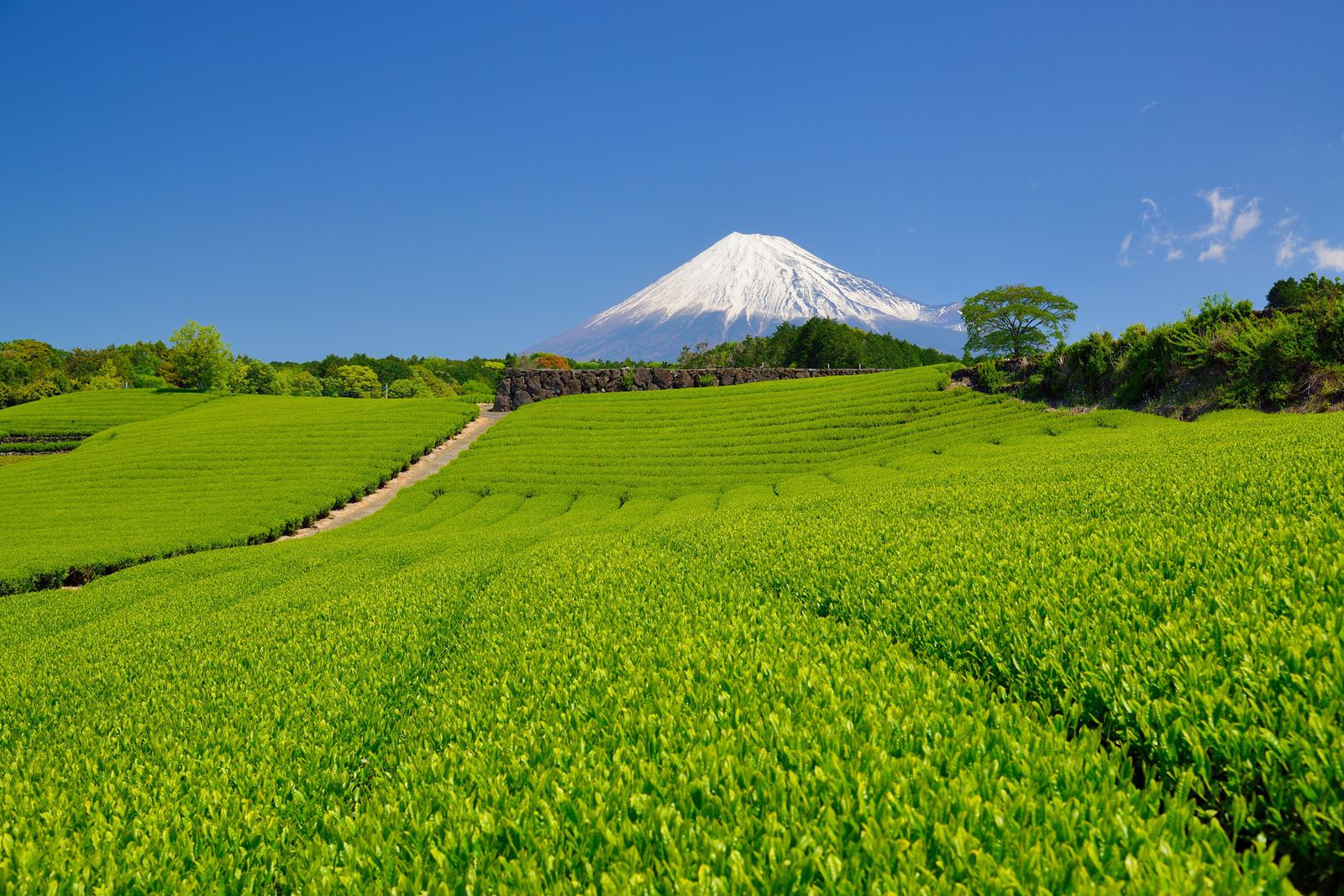 メイン画像 茶畑は静岡だけじゃない 全国でおすすめの 茶畑 フォトスポット 7選 Retrip リトリップ