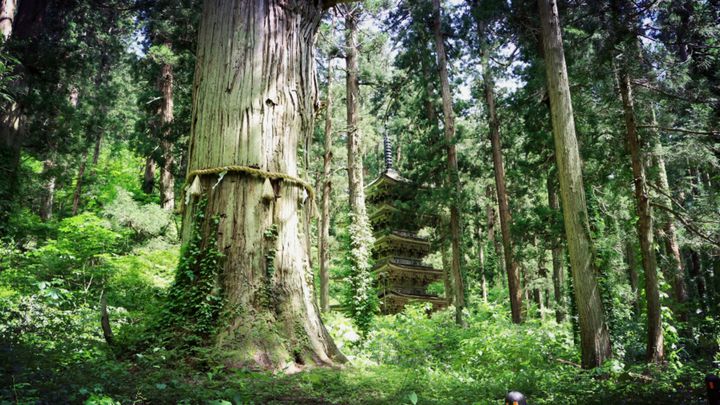 圧巻の光景とご利益がそこに 人生で一度は行きたい 羽黒山 の魅力とは Retrip リトリップ