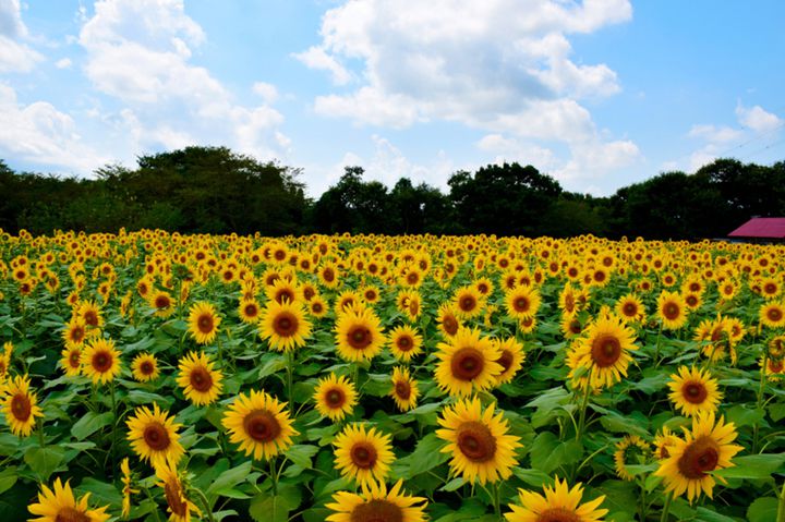 関東地方の 5 7月が見頃 な花畑スポットまとめ やまちゃんのトピックス