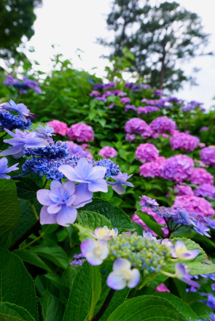 関東地方の 5 7月が見頃 な花畑スポットまとめ やまちゃんのトピックス