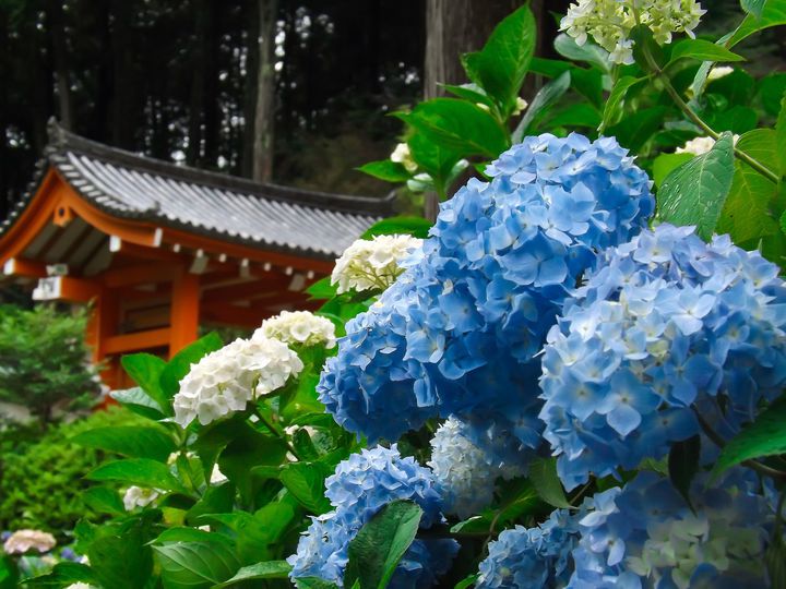 終了 今年の夏は恋愛成就 京都 三室戸寺の ハートのあじさい に願いを込めよう Retrip リトリップ