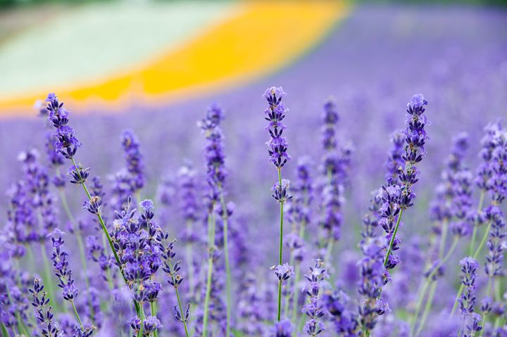 日本最大級の紫色の花畑 富良野の ラベンダー畑 に行くしかない Retrip リトリップ