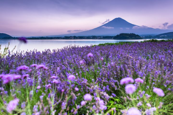 その景色に心奪われる 死ぬまでに見たい日本の美しき 花の絶景 8選 Retrip リトリップ