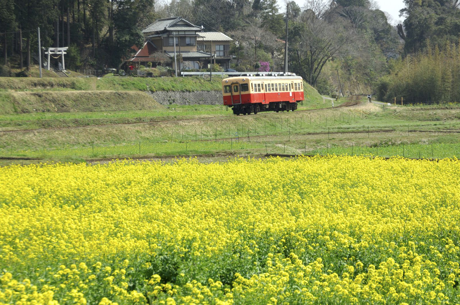 小湊鐵道 石神菜の花畑 Retrip リトリップ