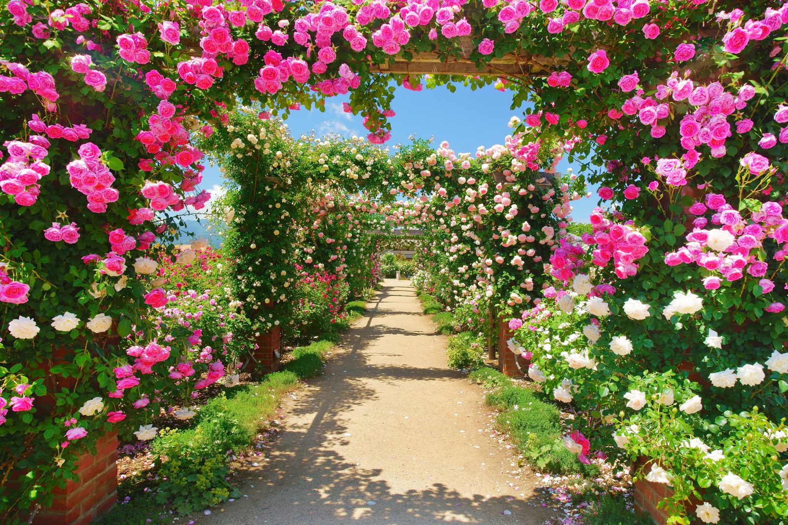 初夏を彩るバラの絶景 関東近郊の美しき7つの ローズガーデン はここだ Retrip リトリップ