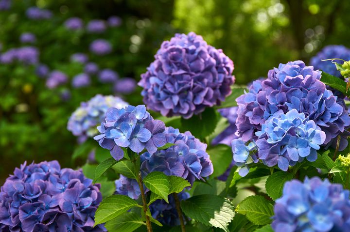 初夏のおでかけに 関西地方の 5月 7月が見頃 な花畑スポットまとめ Retrip リトリップ