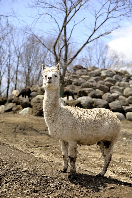 24枚目の画像 好きな動物は 動物別に紹介する日本各地のマニアックな動物スポット7選 Retrip リトリップ