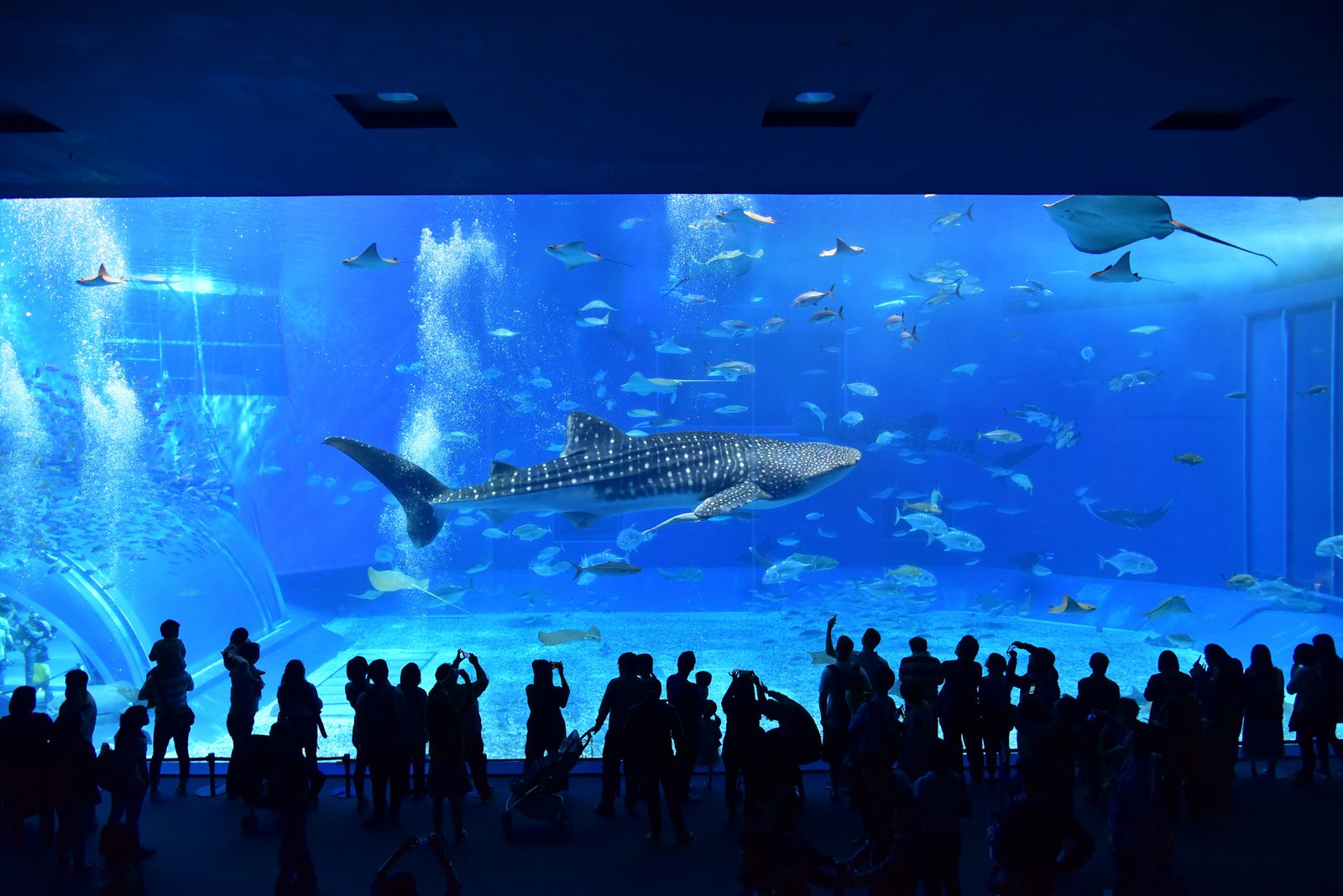メイン画像 "水族館"を旅しよう！日本全国、気になる水族館7選 RETRIP[リトリップ]
