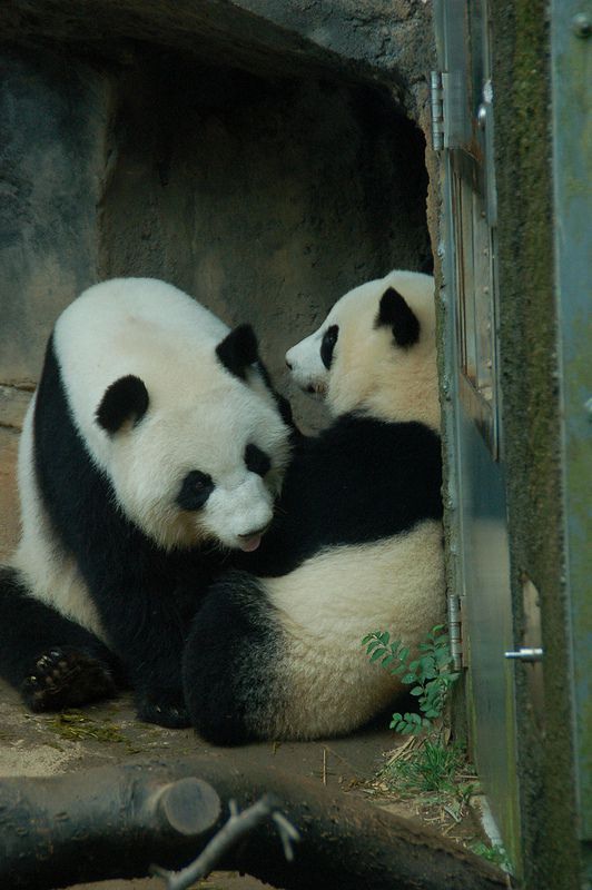 パンダに逢えるよ アトランタ動物園 絶滅危惧種カルーセルも人気 Retrip リトリップ