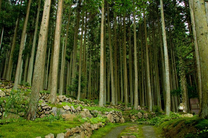 緑の絶景が広がるカフェ！愛媛にある「苔筵(こけむしろ)」で異世界へ