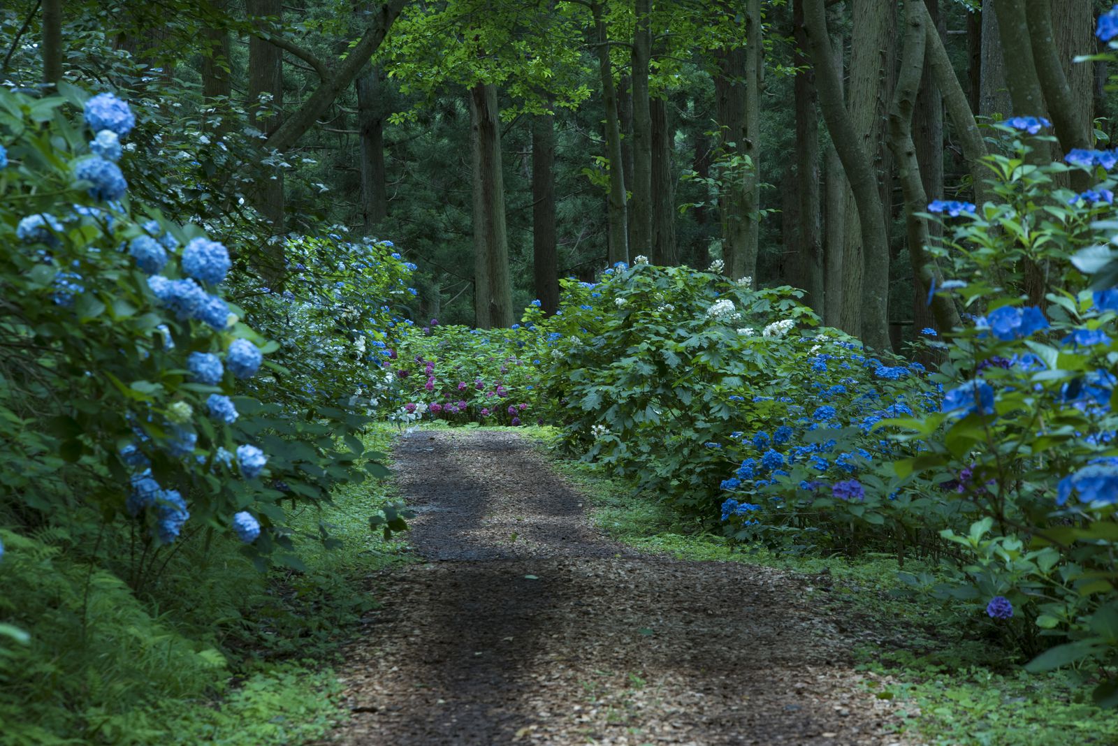 水も滴る良い 景色 岩手 みちのくあじさい園 の紫陽花の中で迷ってみたい Retrip リトリップ