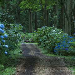 一関 あじさい 園