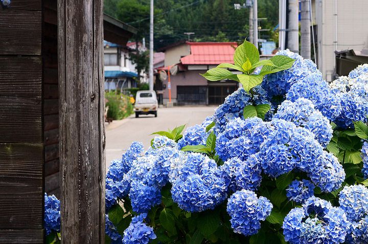 水も滴る良い 景色 岩手 みちのくあじさい園 の紫陽花の中で迷ってみたい Retrip リトリップ